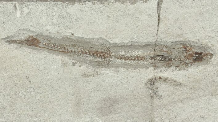 Cretaceous Fossil Fish (Charitopsis) - Lebanon #70325